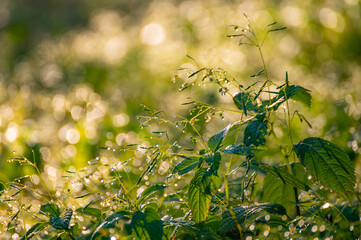 Morning dew drops on grass leaves and shoots shining in the sun light outdoors. Beautiful and peaceful nature scene. Early morning. Glowing in sun