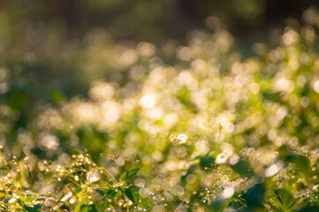 Morning dew drops on grass leaves and shoots shining in the sun light outdoors. Beautiful and peaceful nature scene. Early morning. Glowing in sun