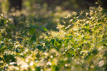 Morning dew drops on grass leaves and shoots shining in the sun light outdoors. Beautiful and peaceful nature scene. Early morning. Glowing in sun