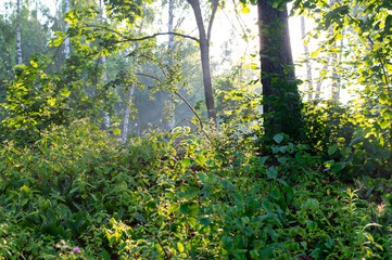 Morning dew drops on grass leaves and shoots shining in the sun light outdoors. Beautiful and...