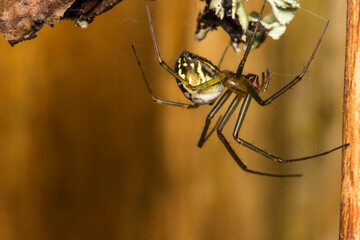 a cross-legged spider on a blurred forest background. a colorful macro photograph of an insect. a close-up. space for text.