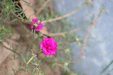 Bright Pink Moss Rose Flower Portulaca grandiflora Close Up
