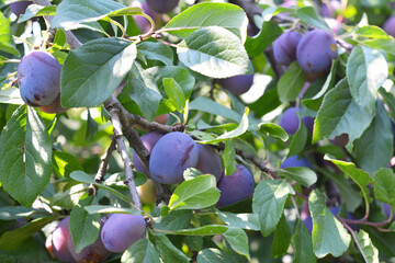 Ripe blue plums hang on a tree.