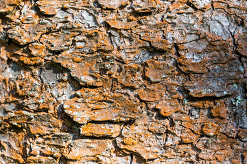 tree bark . natural lighting. empty texture