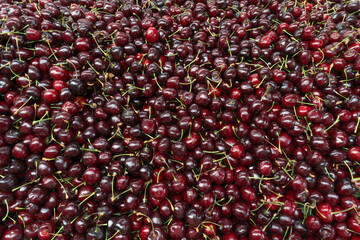 Fresh cherries piled high showcasing the bounty of summer harvest. Glossy red cherries arranged in...