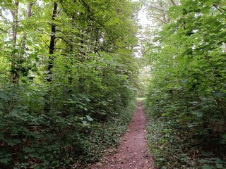 Talsa park during cloudy summer day. Oak and birch tree woodland. Cloudy day with white and gray...