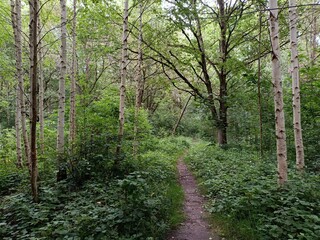 Talsa park during cloudy summer day. Oak and birch tree woodland. Cloudy day with white and gray...