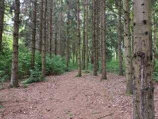 Talsa park during cloudy summer day. Oak and birch tree woodland. Cloudy day with white and gray...