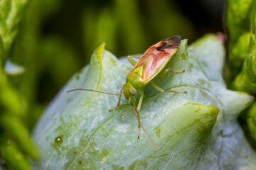 a bug on a leaf on a blurred background with bokeh. a colorful macro photo of an insect. a close-up. space for text.