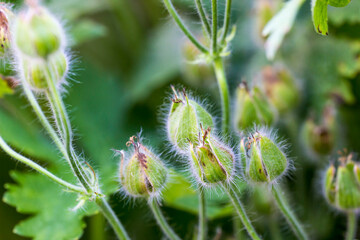 hairy zinnia buds. colorful flower macro photo. close-up. natural lighting.