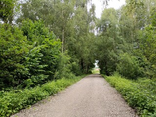 Talsa park during cloudy summer day. Oak and birch tree woodland. Cloudy day with white and gray...