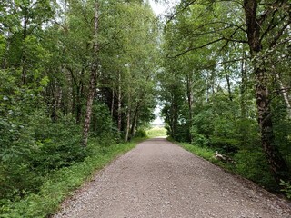 Talsa park during cloudy summer day. Oak and birch tree woodland. Cloudy day with white and gray...