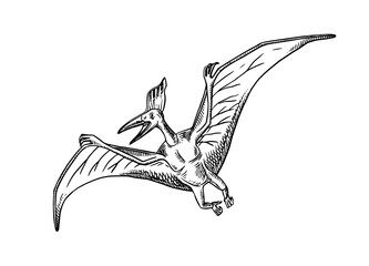 Hand drawn dinosaur pterodactyl illustration. Vector sketch isolated prehistoric animal on white background © pim