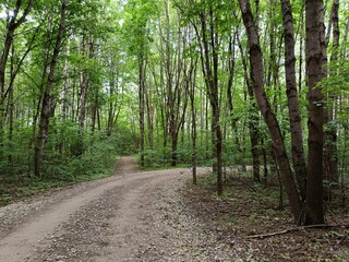 Talsa park during cloudy summer day. Oak and birch tree woodland. Cloudy day with white and gray...