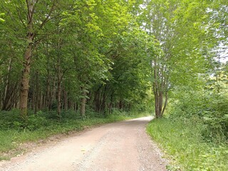 Talsa park during cloudy summer day. Oak and birch tree woodland. Cloudy day with white and gray...