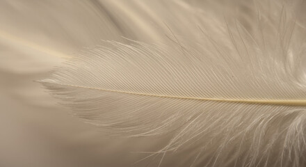 Soft light beige feather closeup