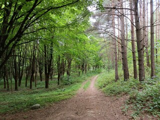 Talsa park during cloudy summer day. Oak and birch tree woodland. Cloudy day with white and gray...