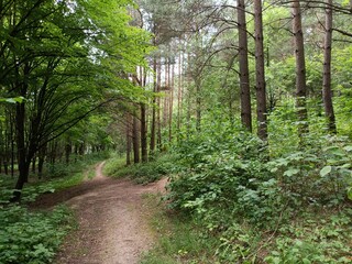 Talsa park during cloudy summer day. Oak and birch tree woodland. Cloudy day with white and gray...