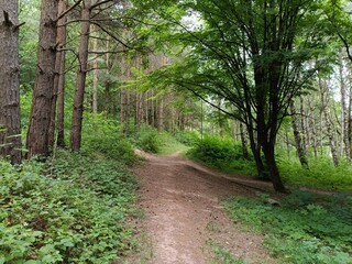 Talsa park during cloudy summer day. Oak and birch tree woodland. Cloudy day with white and gray...