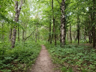 Talsa park during cloudy summer day. Oak and birch tree woodland. Cloudy day with white and gray...