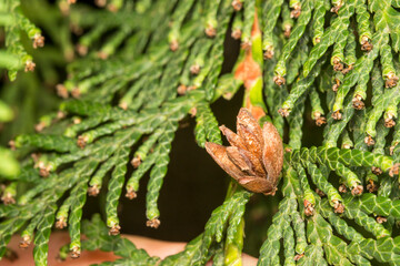 thuja cone. colorful macro photo of a plant. close-up. natural lighting.