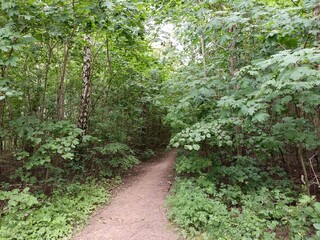Talsa park during cloudy summer day. Oak and birch tree woodland. Cloudy day with white and gray...