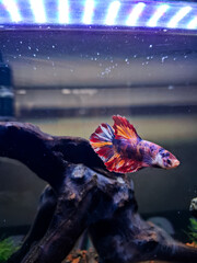 betta fish called crowntail nemo copper with multi color tails inside white background tank. fighting fish in aquarium with proper lightning.