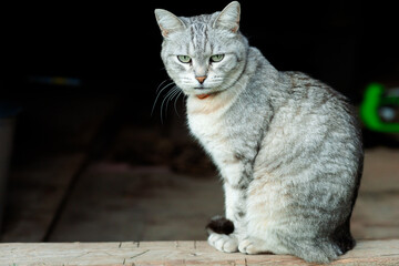 A gray cat with a striped tail sits on a wooden surface, her gaze focused and her pose calm. The...