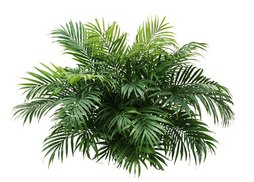 A vibrant green tropical bushy plant commonly used in landscaping, indoor decoration, or tropical garden design