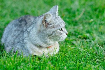 A gray cat with short hair lies on the green grass, looking intently into the distance. Its soft...