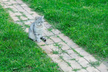 A gray cat with a striped tail sits on a stone path surrounded by green grass. Her gaze is focused...