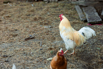 Two roosters with golden-white plumage and red combs against a background of dry grass. One walks proudly, the other watches.