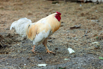 A rooster with golden-white plumage and a bright red comb confidently strides across the ground surrounded by dry grass, his tail fluffed up and his gaze focused.