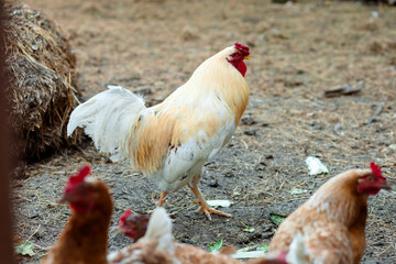 A white rooster with golden feathers, a bright red comb and tail, confidently walks among the hens against a background of hay and earth, radiating strength and calm.