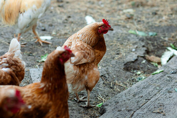 Loman Brown chickens are productive layers with brown plumage, a bright red comb and high egg production. They are active, unpretentious and suitable for home keeping.