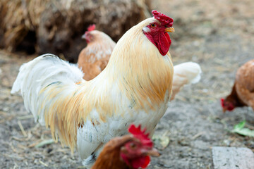 A rooster with golden-white plumage and a bright red comb, surrounded by hens. They are on the ground, in a household.
