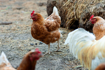 chickens on the ground, surrounded by hay. One hen stands out with a bright red comb and brown plumage. The atmosphere is calm, rural.