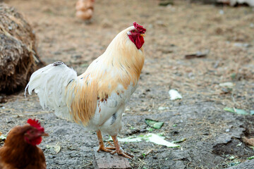 A rooster with golden-white plumage, a red comb and wattles, standing on a wooden board. Around him is dry earth and hay.