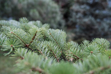 Close-Up of Green Conifer Branches in Natural Environment