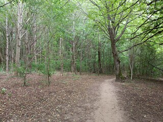 Talsa park during cloudy summer day. Oak and birch tree woodland. Cloudy day with white and gray...