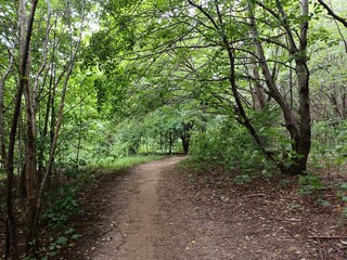 Talsa park during cloudy summer day. Oak and birch tree woodland. Cloudy day with white and gray...