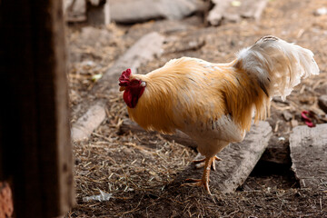 A rooster with golden-white plumage stands on the ground covered with hay in a village barn, its red comb standing out against the soft hues of its surroundings.