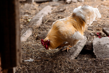 A rooster with golden-white plumage and a bright comb pecks the ground, surrounded by hay and wooden planks, in a rustic setting.