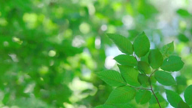 森林浴 Images – Browse 56,425 Stock Photos, Vectors, and Video