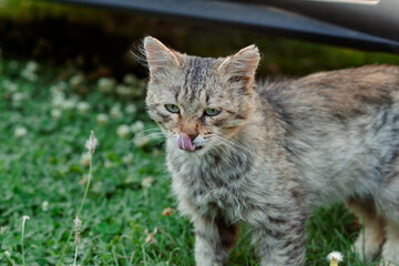 Naklejka premium A tabby cat with green eyes stands on the green grass, licking its lips. Its fur is fluffy, and its gaze is alert. In the background is nature and the shadow of a car.