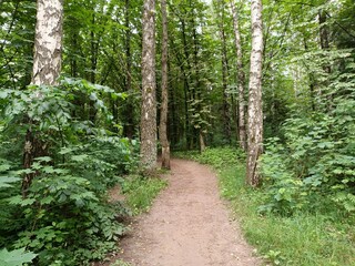 Talsa park during cloudy summer day. Oak and birch tree woodland. Cloudy day with white and gray...