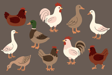 Flat illustration of farm birds including chickens, roosters, ducks, and geese in various poses. Simple cartoon style with earthy colors on a brown background. Suitable for children and education