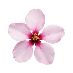 Delicate pink almond blossom flower isolated on transparent background