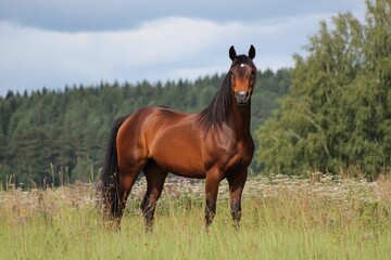 Obraz premium chestnut horse in field warm afternoon