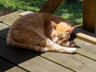 Red-haired cat sleeping under the summer sun rays